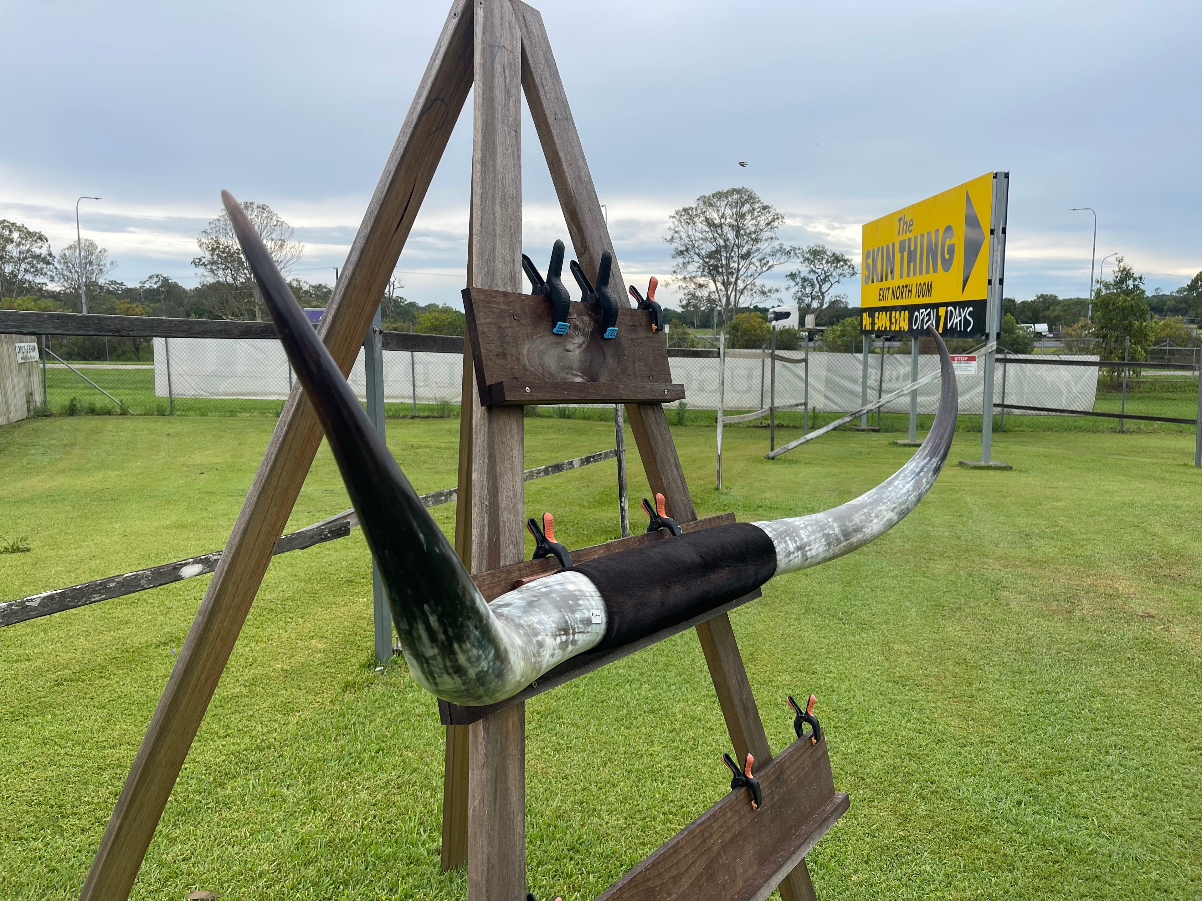 Mounted Cow Horns 16 (delivery extra on request)