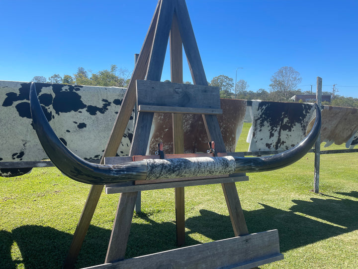 Mounted Cow Horns 01 (delivery extra on request)