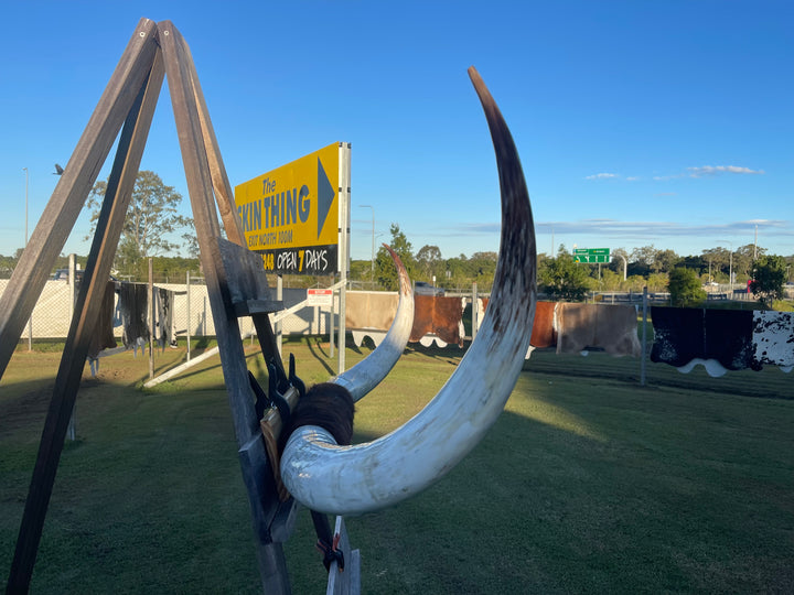 Mounted Cow Horns 37 (delivery extra on request)
