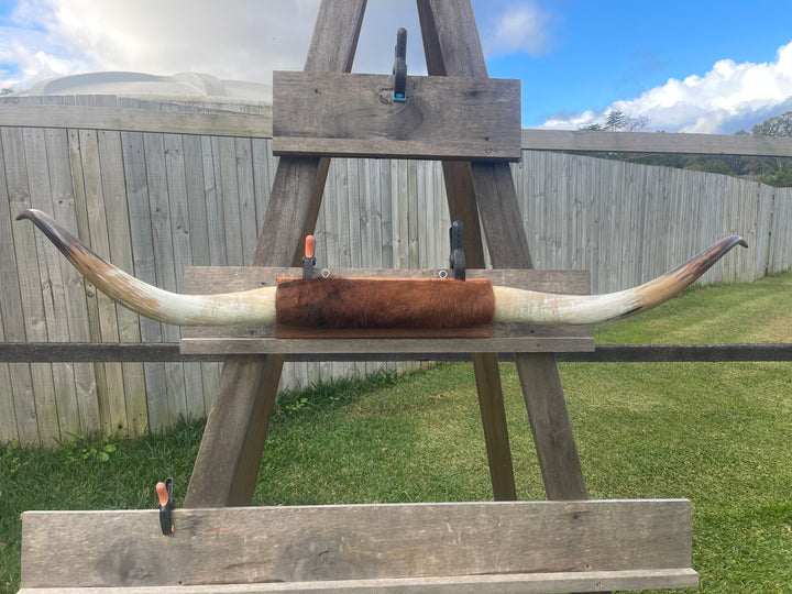 Mounted Cow Horns 14 (delivery extra on request)
