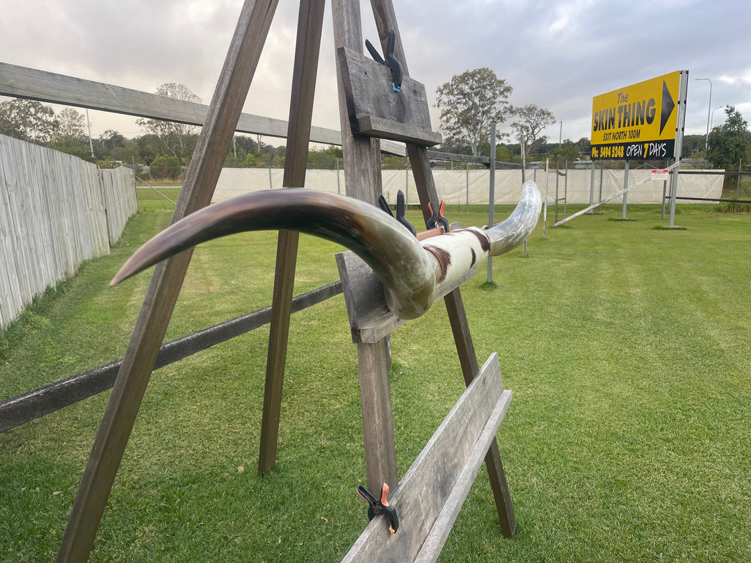 Mounted Cow Horns 18 ( delivery extra on request )