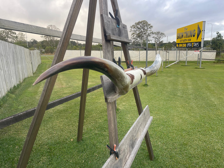 Mounted Cow Horns 18 ( delivery extra on request )
