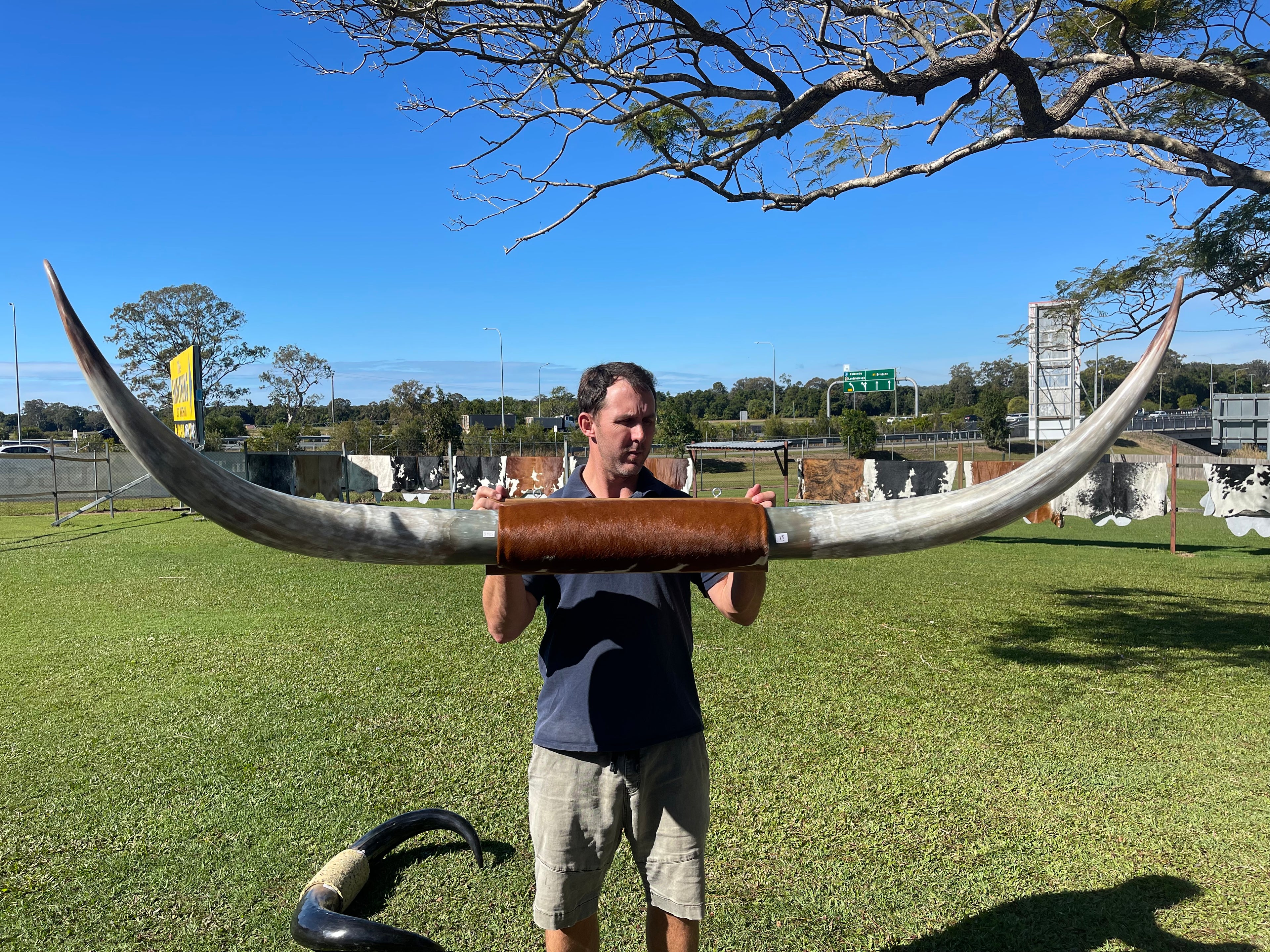 Mounted Cow Horns 18 ( delivery extra on request )