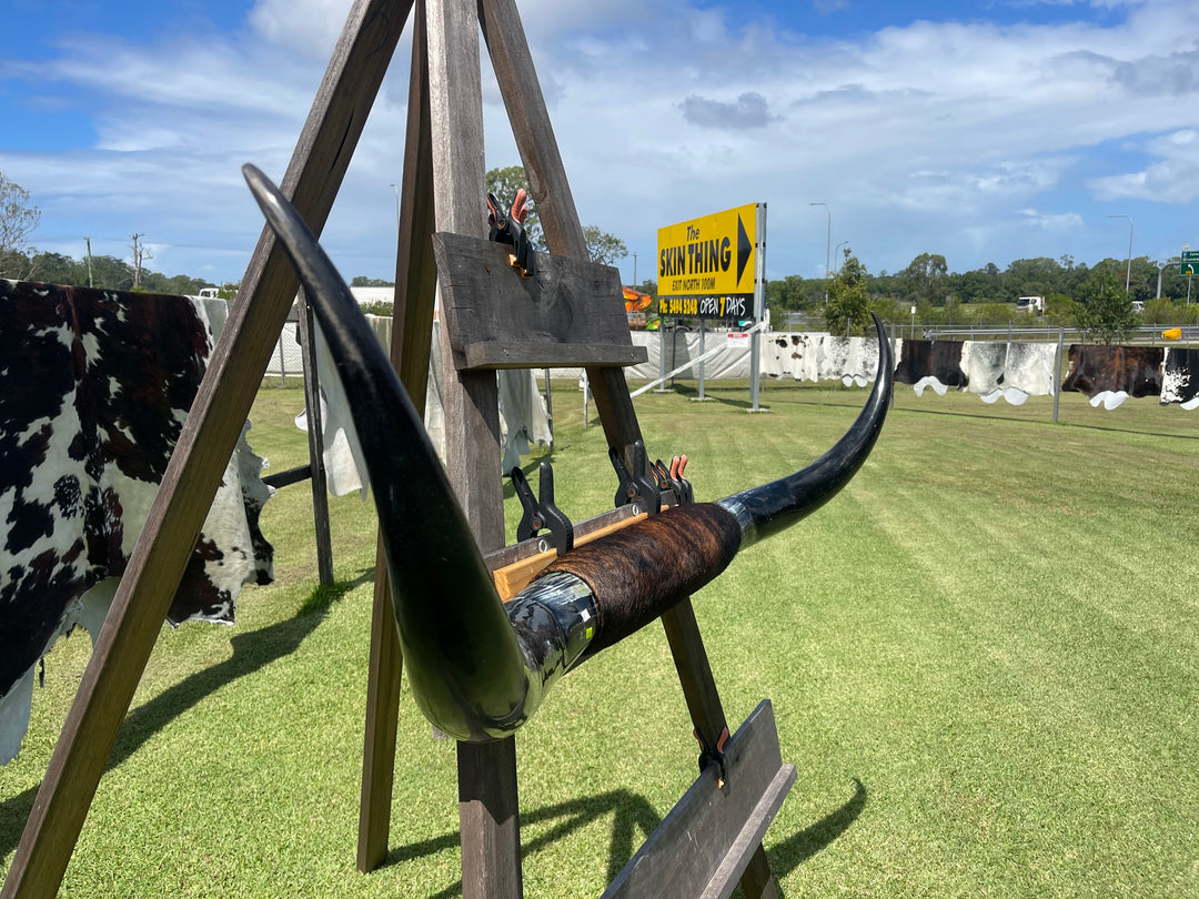 Mounted Cow Horns 21 (delivery extra on request)