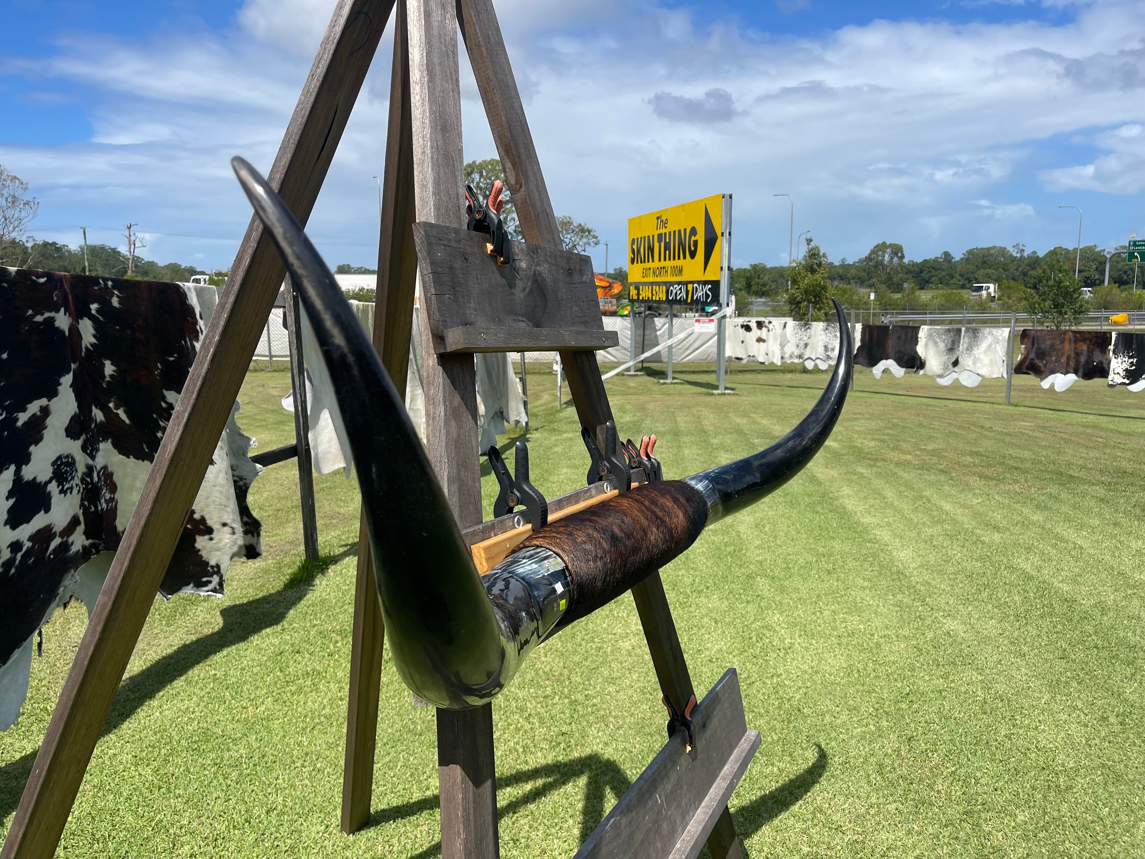 Mounted Cow Horns 21 (delivery extra on request)