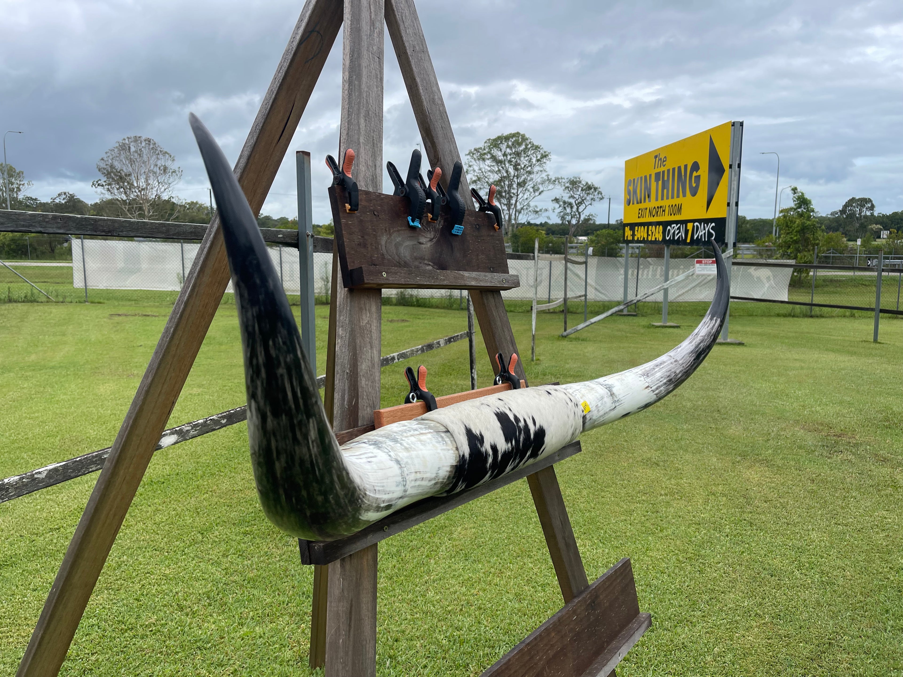 Mounted Cow Horns 09 (delivery extra on request)