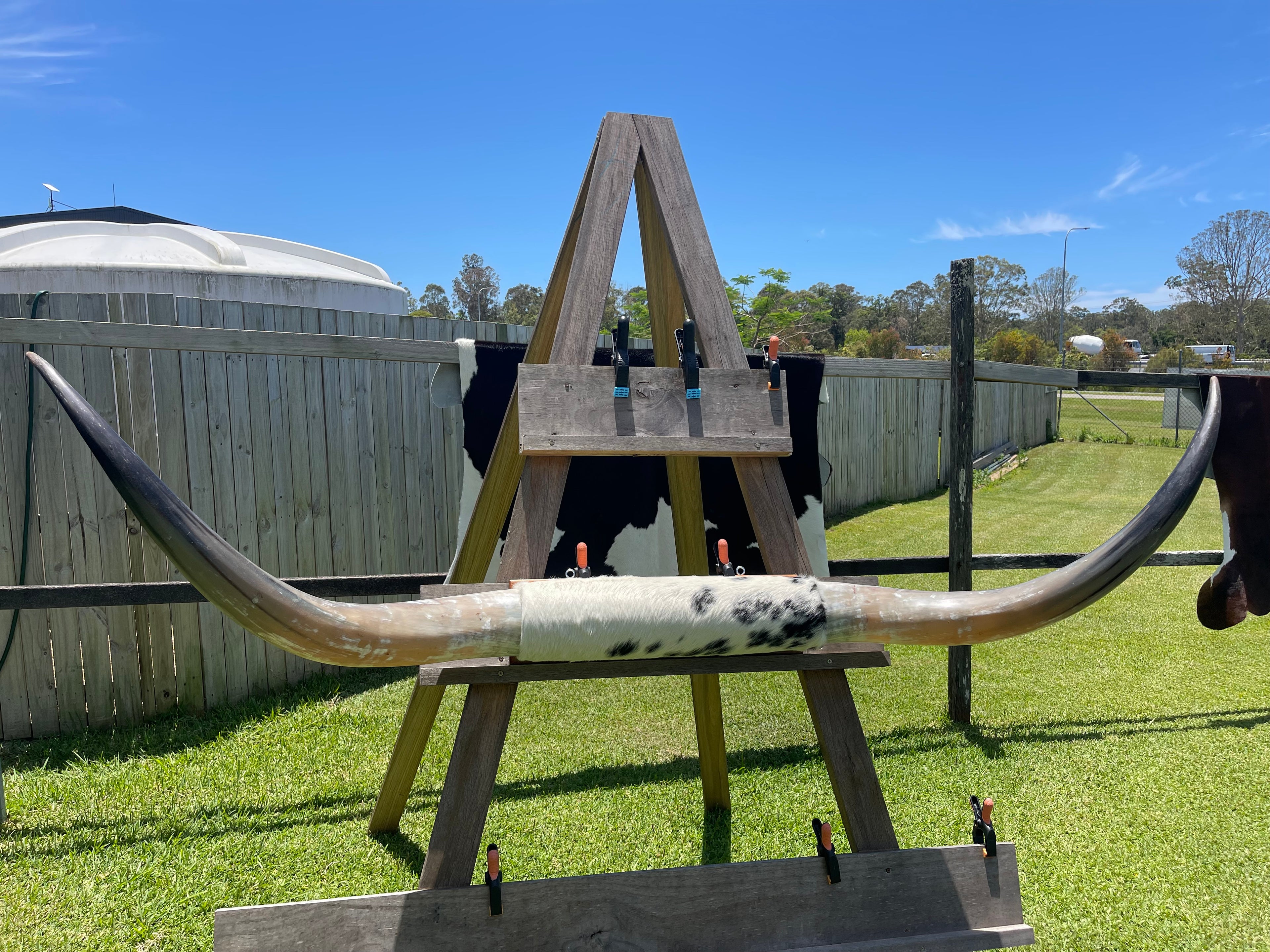 Mounted Cow Horns 37 (delivery extra on request)