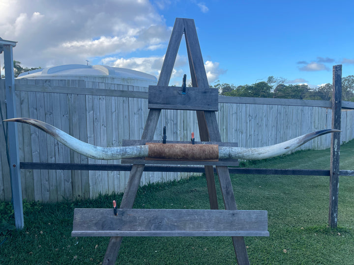 Mounted Cow Horns 53 (this set free delivery,can be dismantled )