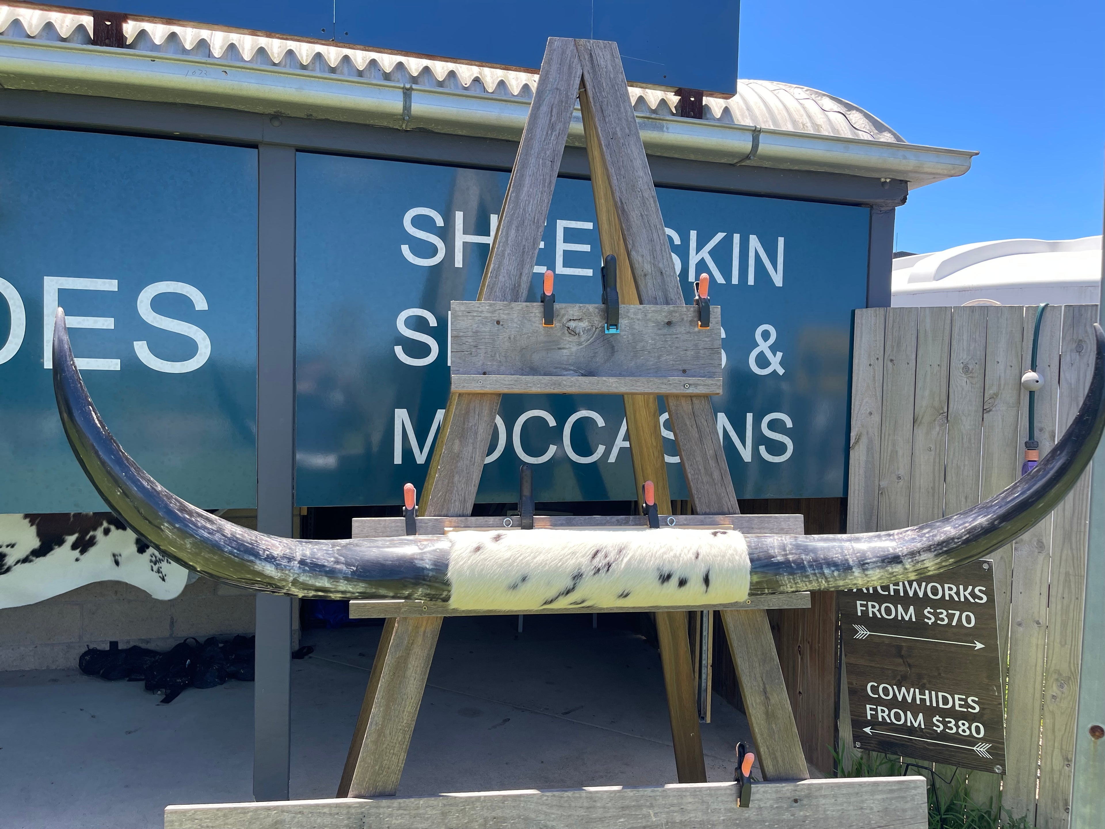 Mounted Cow Horns 18 ( delivery extra on request )