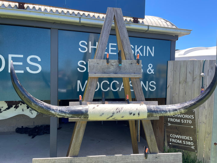 Mounted Cow Horns 18 ( delivery extra on request )