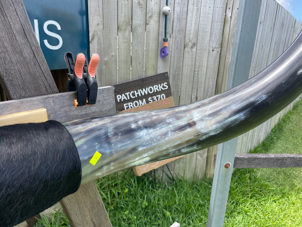 Mounted Cow Horns 26 (delivery extra on request )