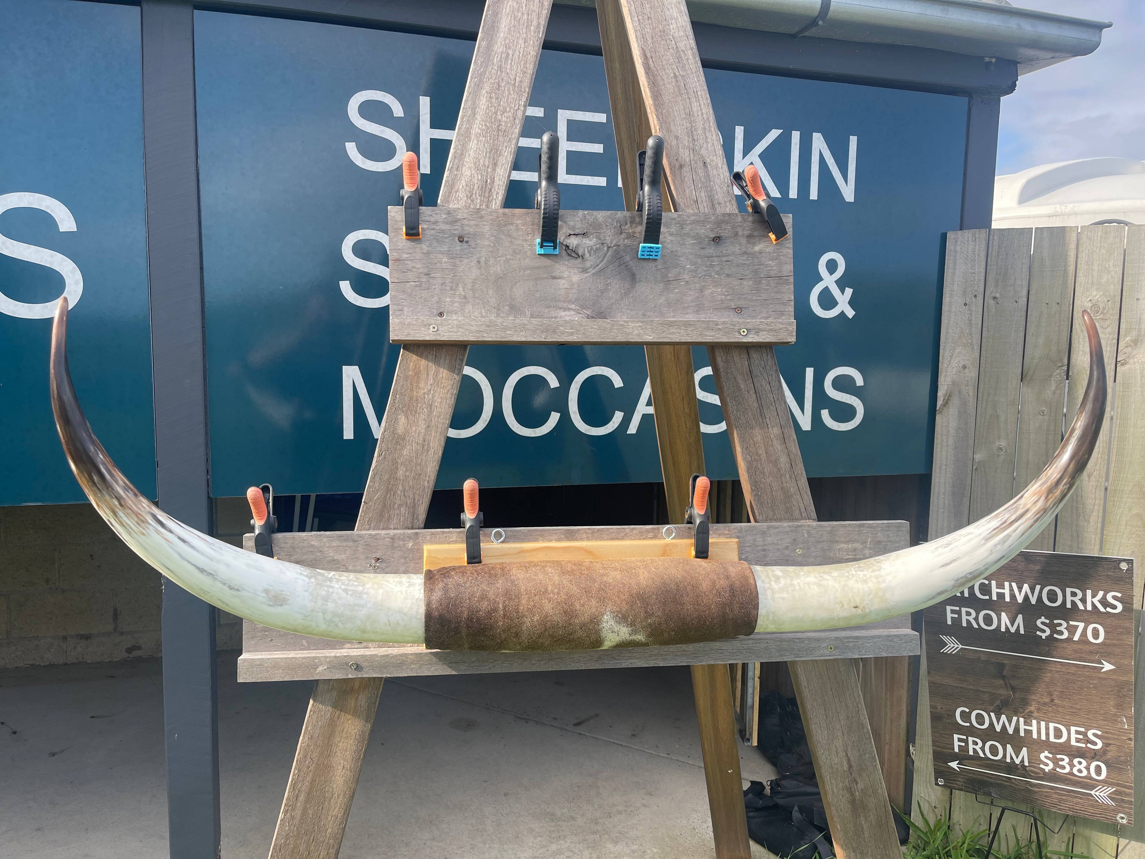 Mounted Cow Horns 03 (delivery extra on request