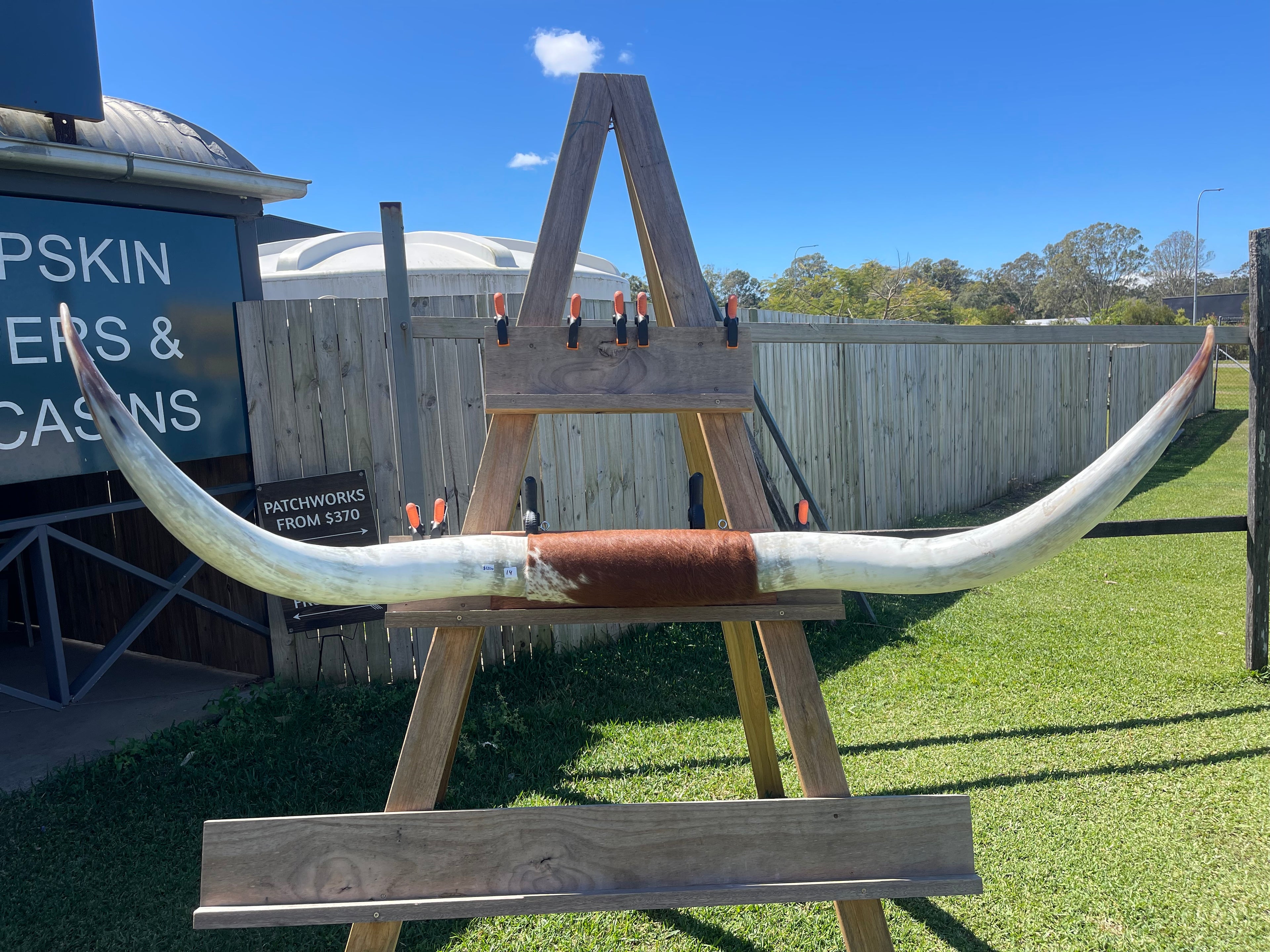 Mounted Cow Horns 14 (delivery extra on request)
