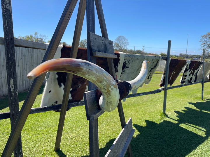 Mounted Cow Horns 55 (this set free delivery,comes dismantled )