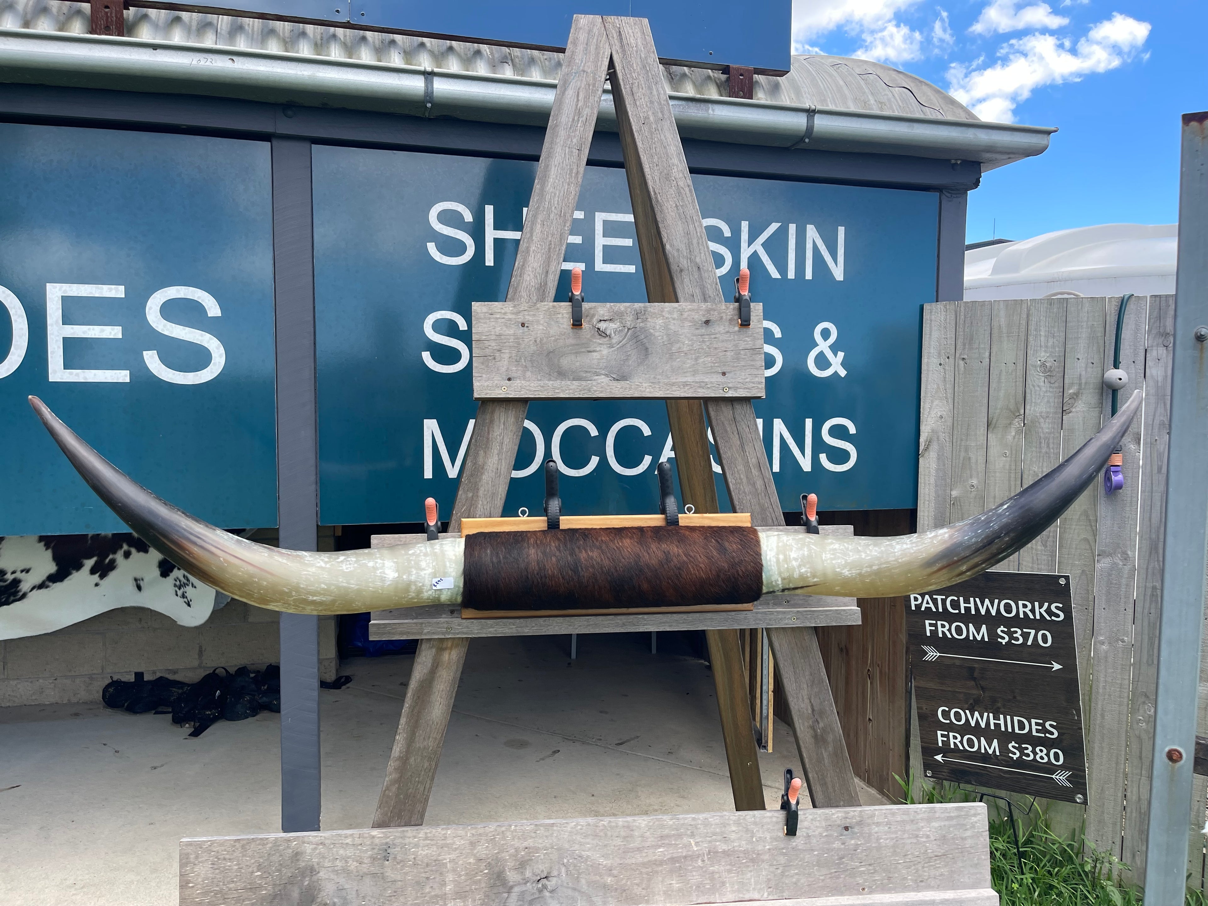 Mounted Cow Horns 07 (delivery extra on request) huge set