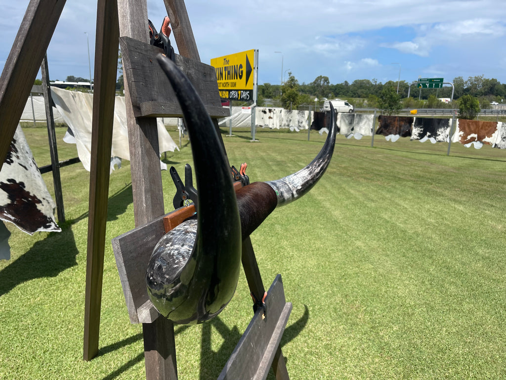 Mounted Cow Horns 20 (delivery extra on request )