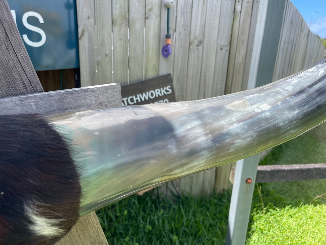 Mounted Cow Horns 25 (delivery extra on request)