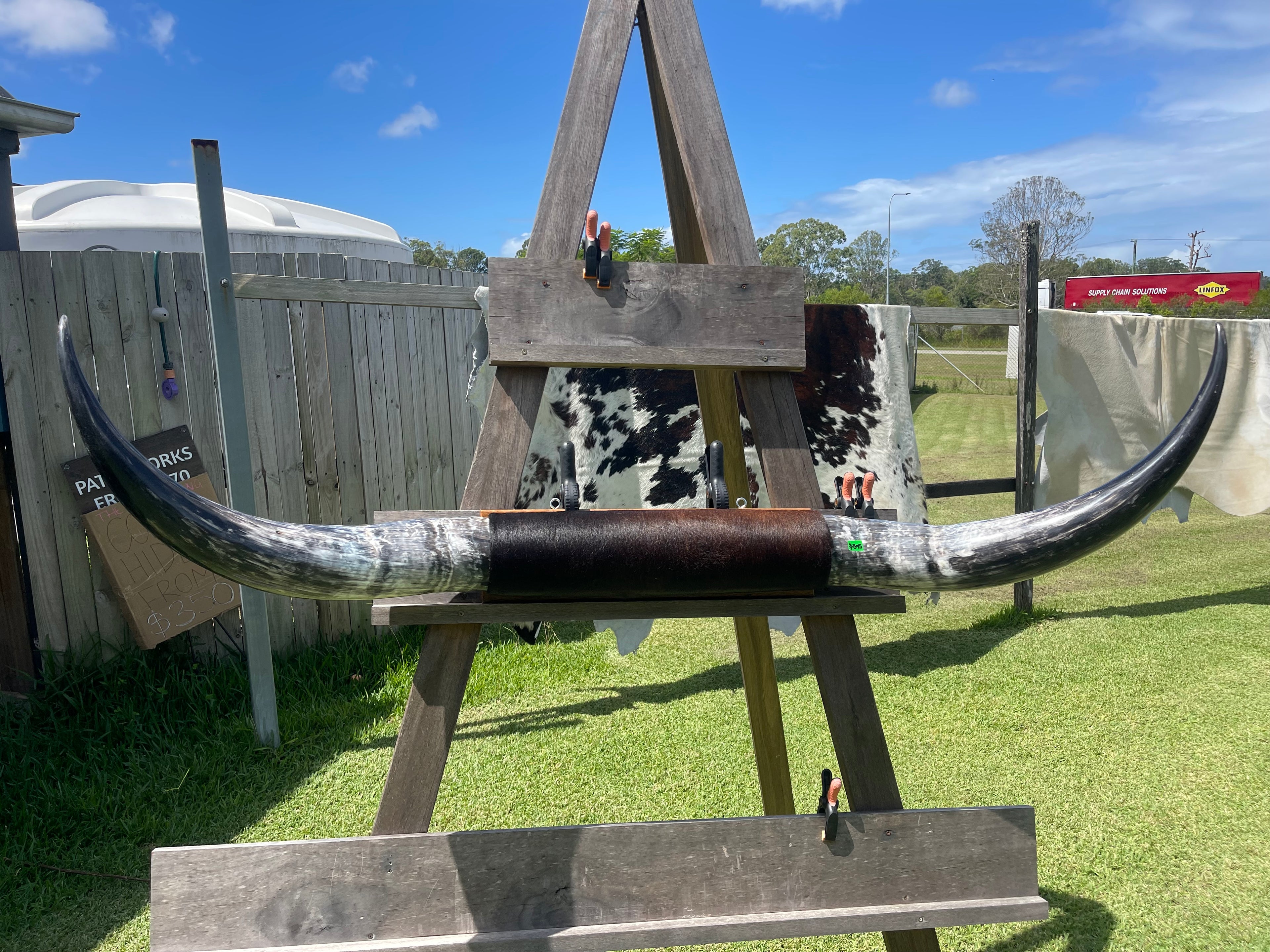 Mounted Cow Horns 20 (delivery extra on request )