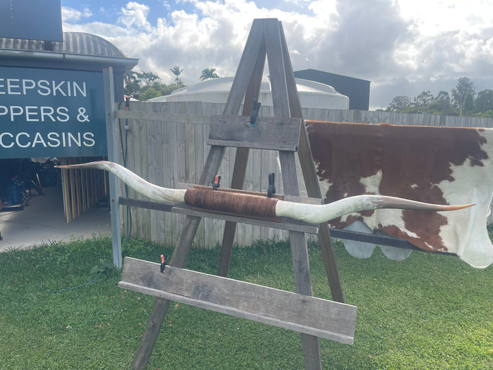 Mounted Cow Horns 02 (delivery extra on request)