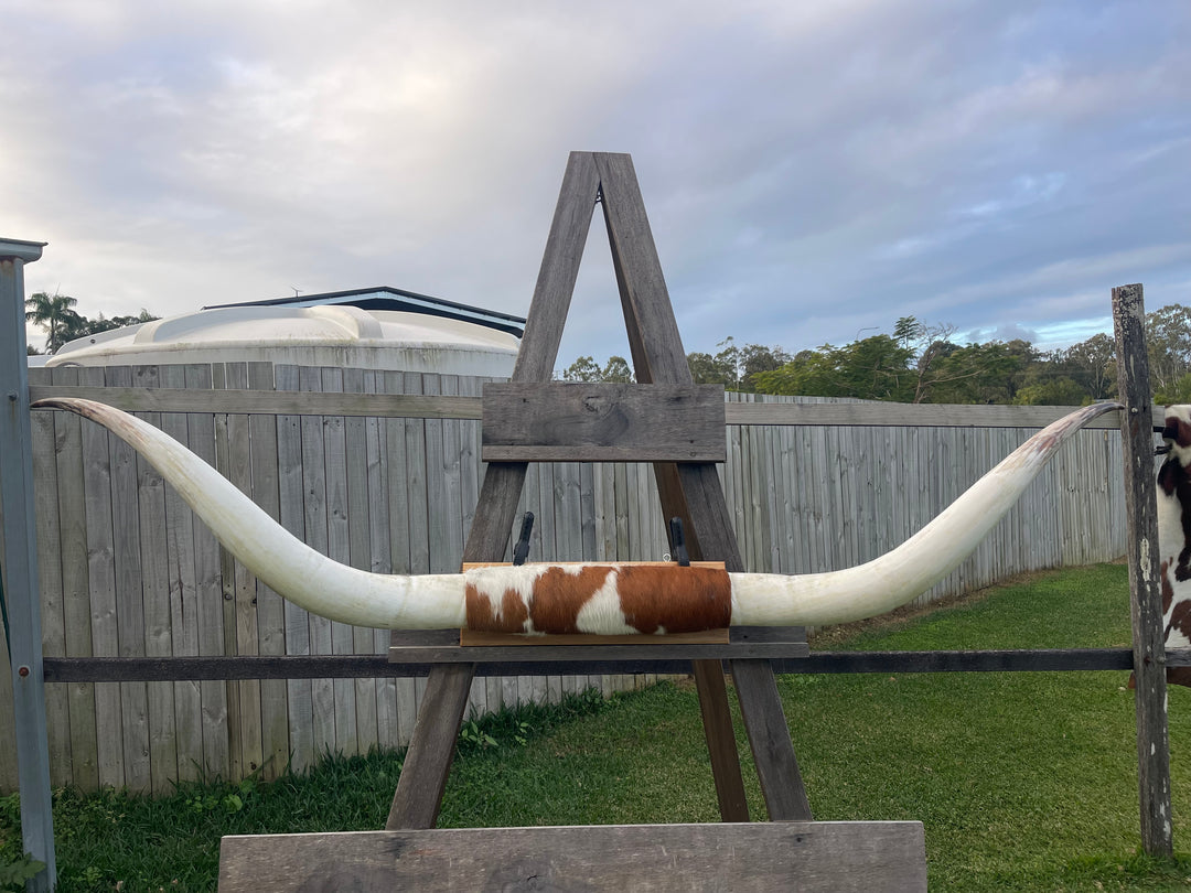 Mounted Cow Horns 45 (delivery extra on request)