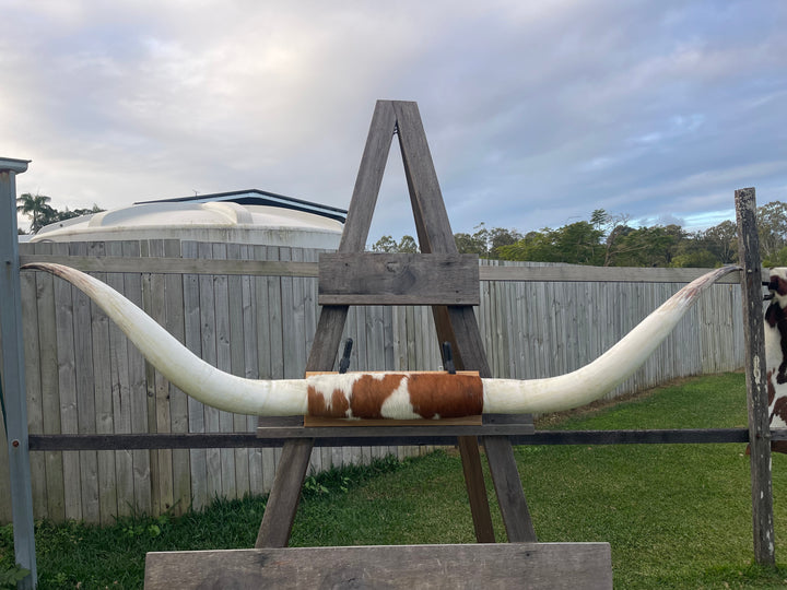 Mounted Cow Horns 45 (delivery extra on request)
