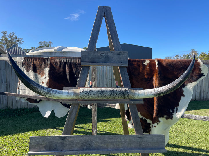Mounted Cow Horns 31 (delivery extra on request)