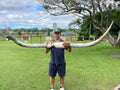 Mounted Cow Horns 32 (delivery extra on request)