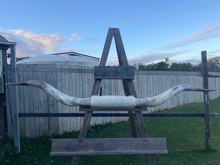 Mounted Cow Horns 43 (delivery extra on request)