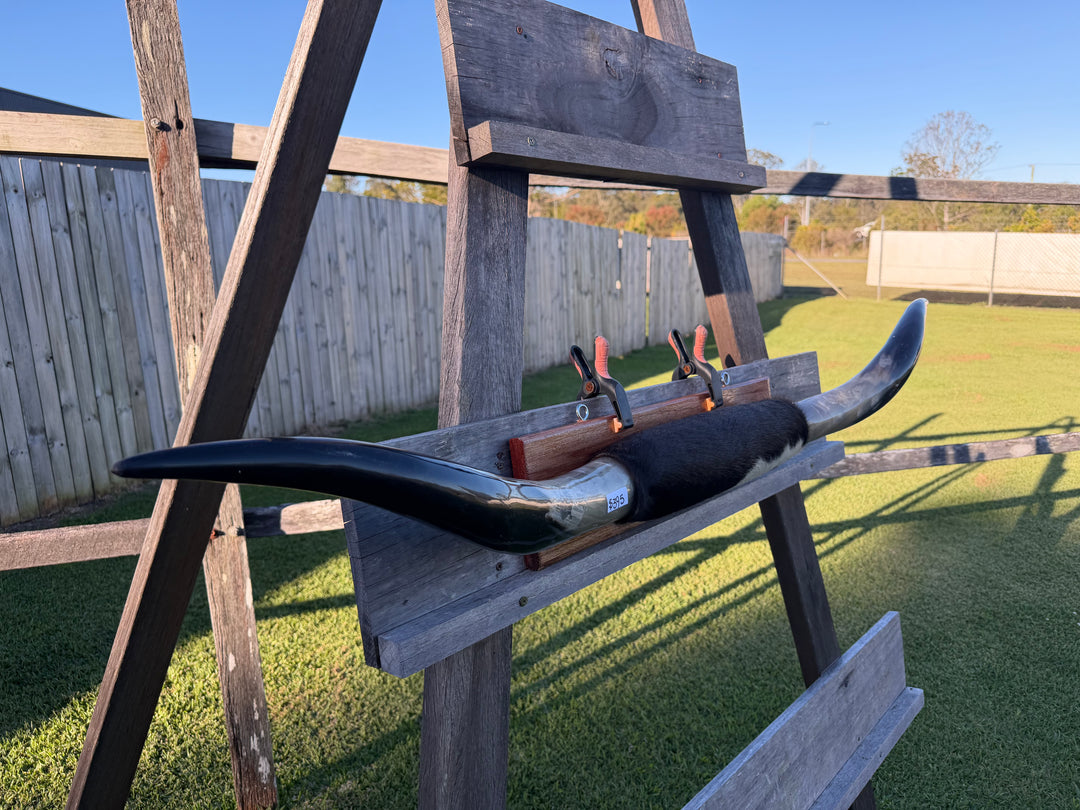 Mounted Cow Horns 27 (delivery extra on request)