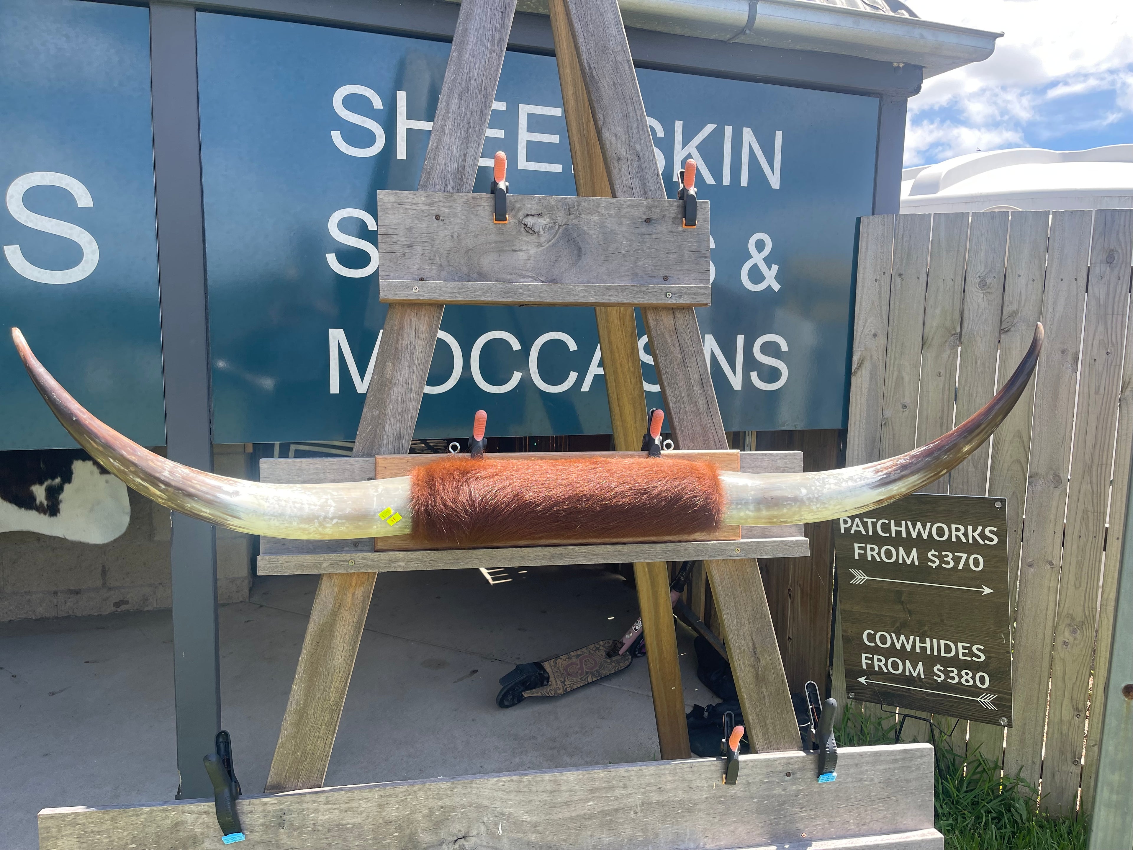 Mounted Cow Horns 11 (delivery extra on request)