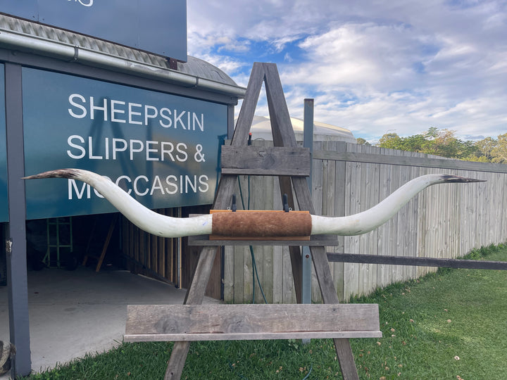 Mounted Cow Horns 15 (delivery extra on request)