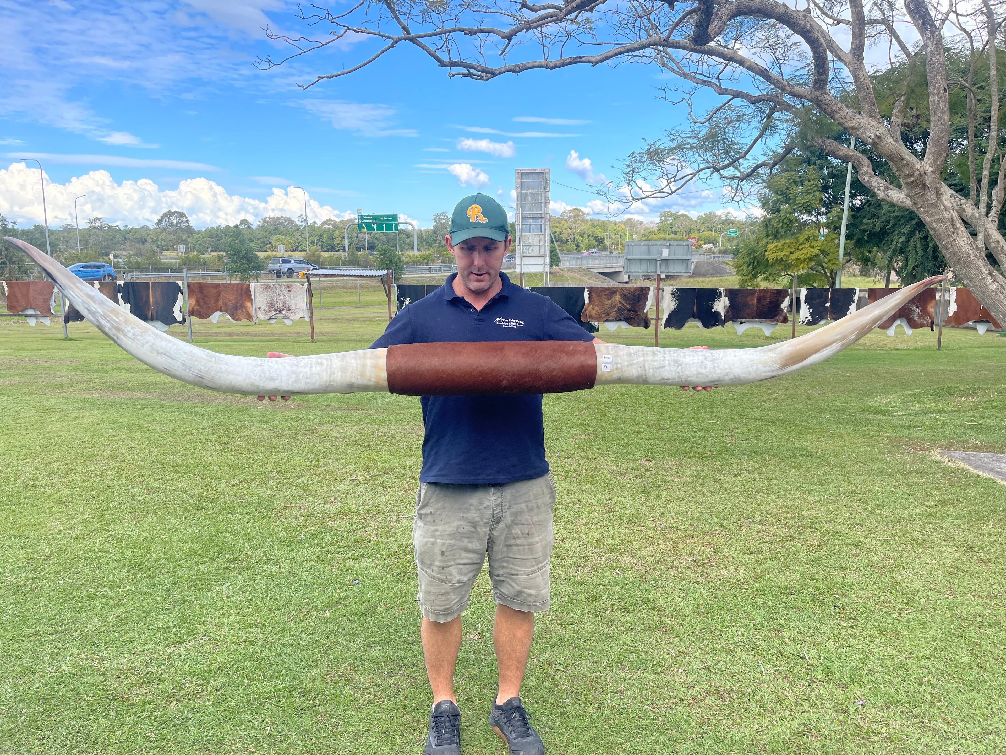 Mounted Cow Horns 53 (this set free delivery,can be dismantled )