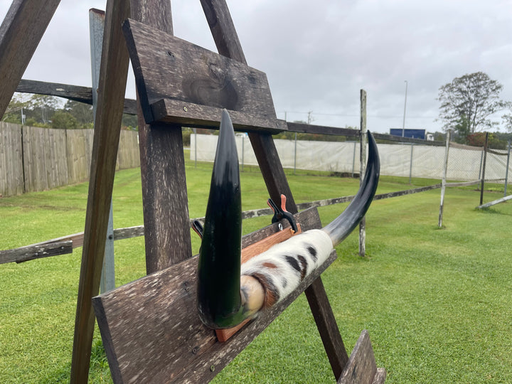 Mounted Cow Horns 02 (delivery extra on request)