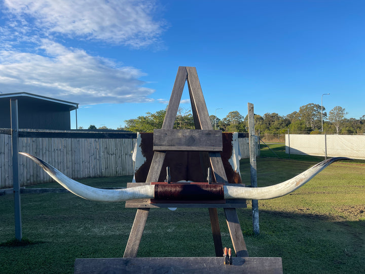 Mounted Cow Horns 14 (delivery extra on request)