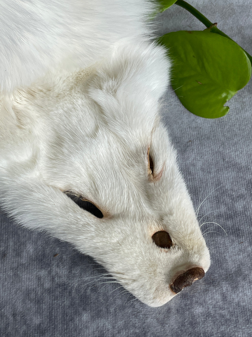 Specialty Skin - Fox Skins