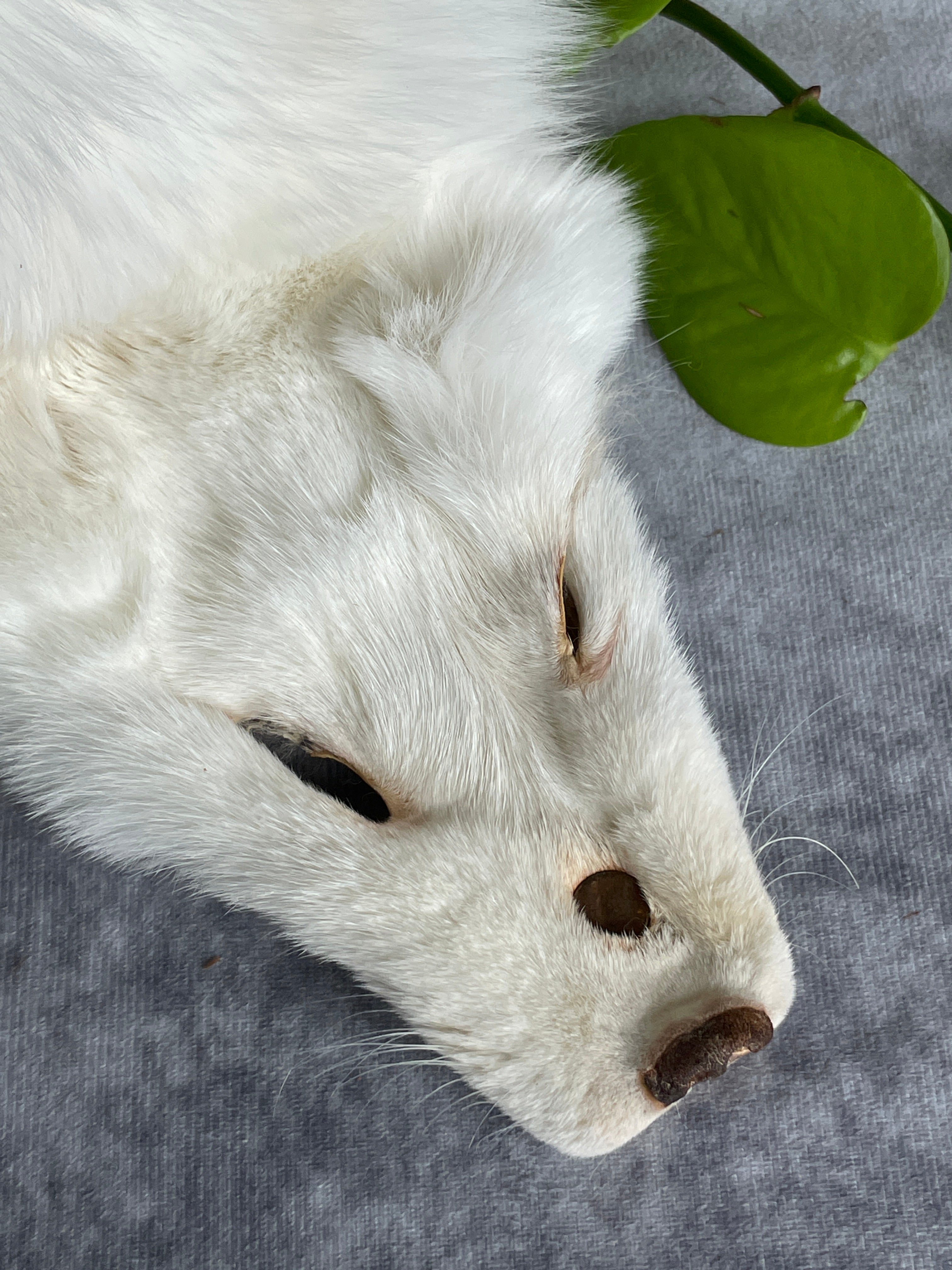 Specialty Skin - Fox Skins