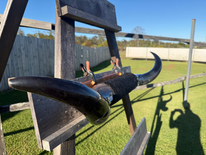 Mounted Cow Horns 23 (delivery extra on request)