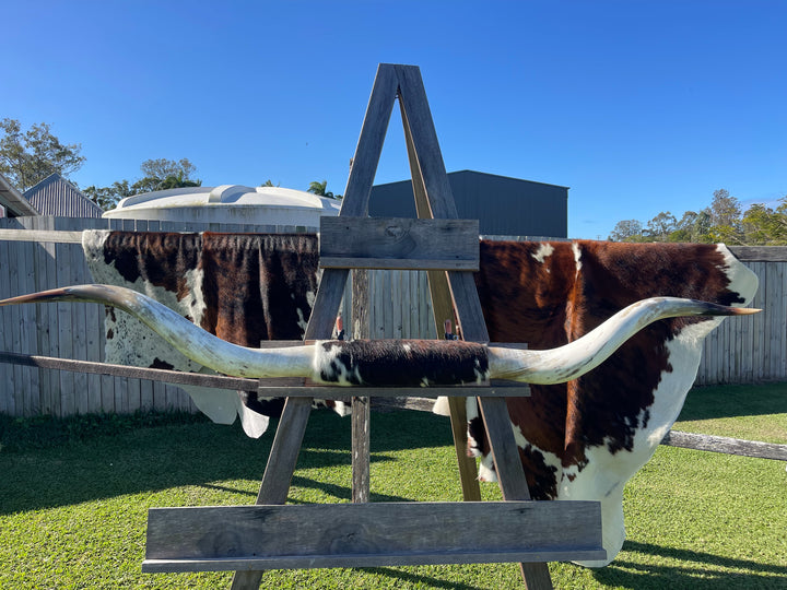 Mounted Cow Horns 32 (delivery extra on request)