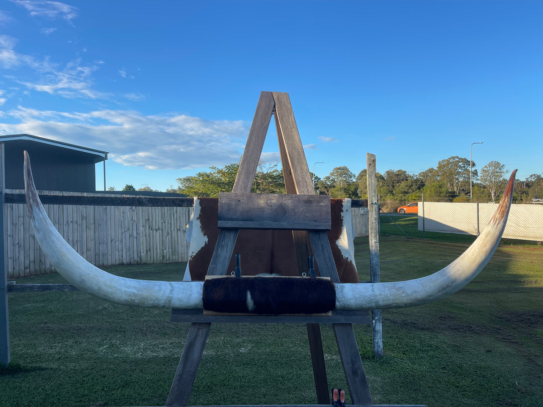 Mounted Cow Horns 37 (delivery extra on request)
