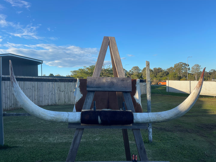 Mounted Cow Horns 37 (delivery extra on request)