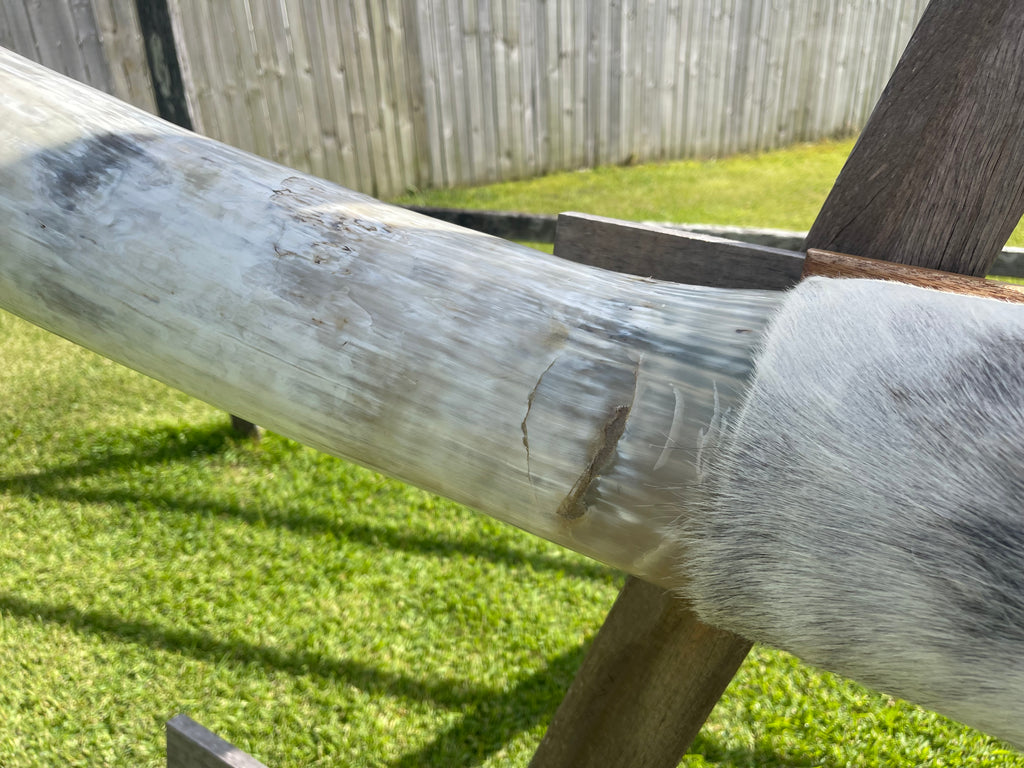 Mounted Cow Horns 38 (delivery extra on request)