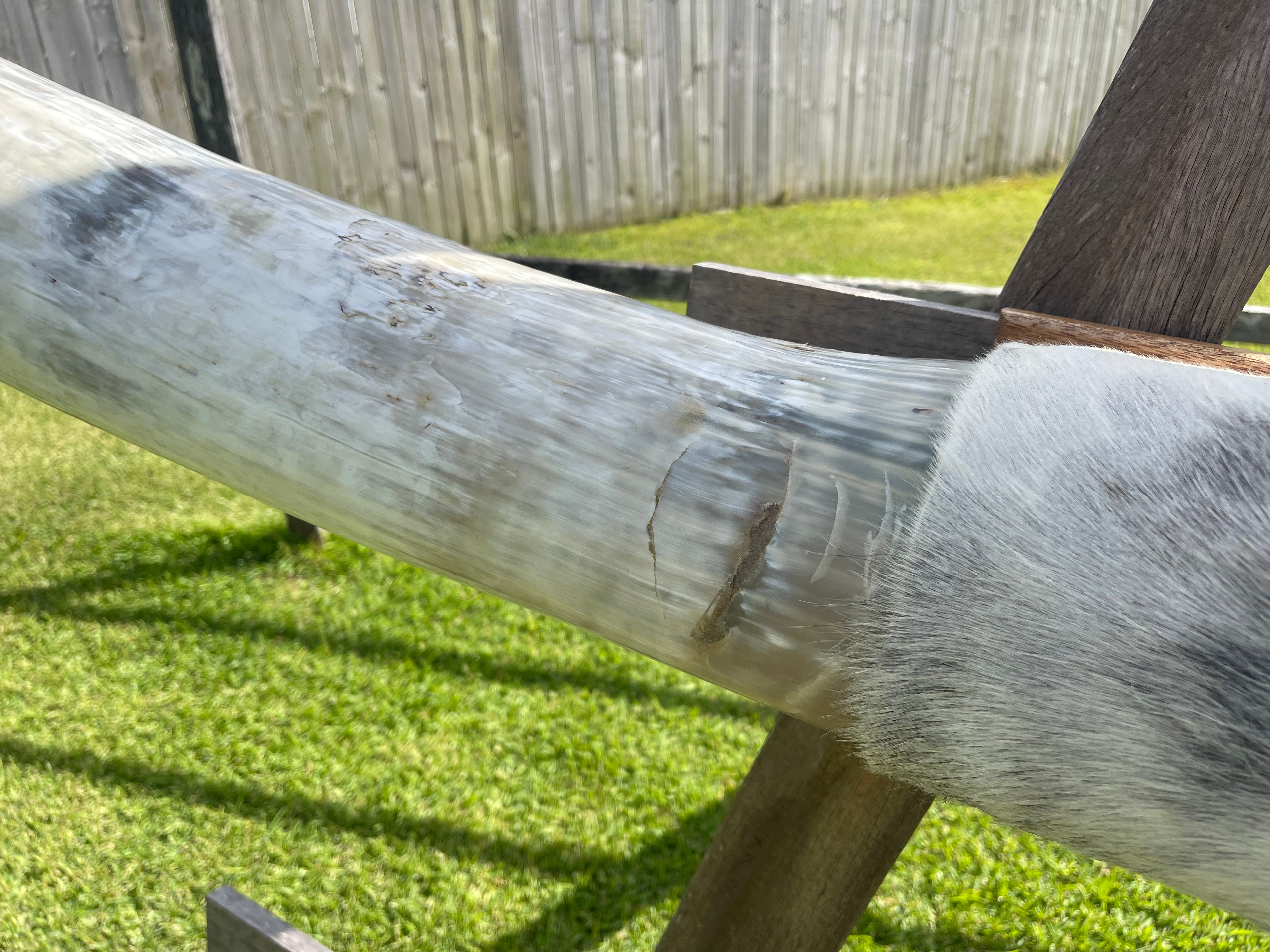 Mounted Cow Horns 38 (delivery extra on request)