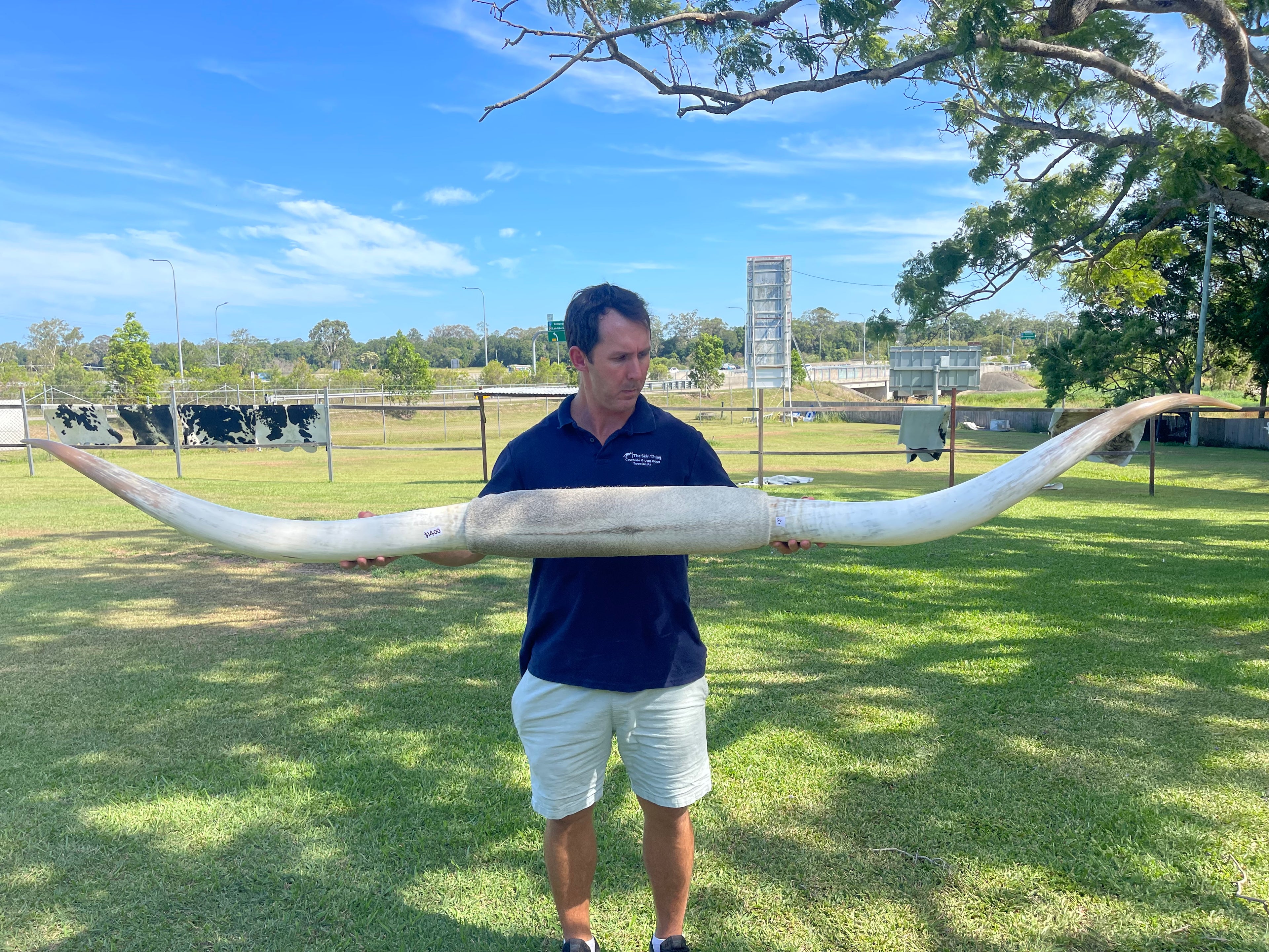 Mounted Cow Horns 54 (this set free delivery,comes dismantled )