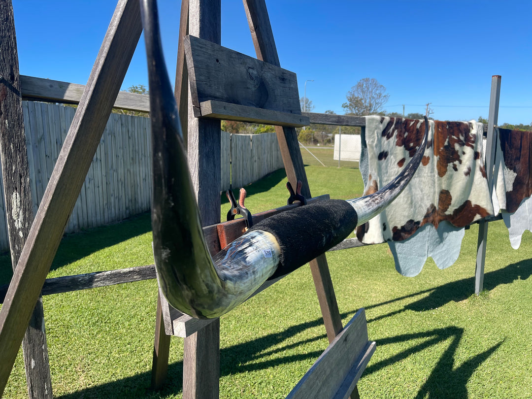 Mounted Cow Horns 21 (delivery extra on request)