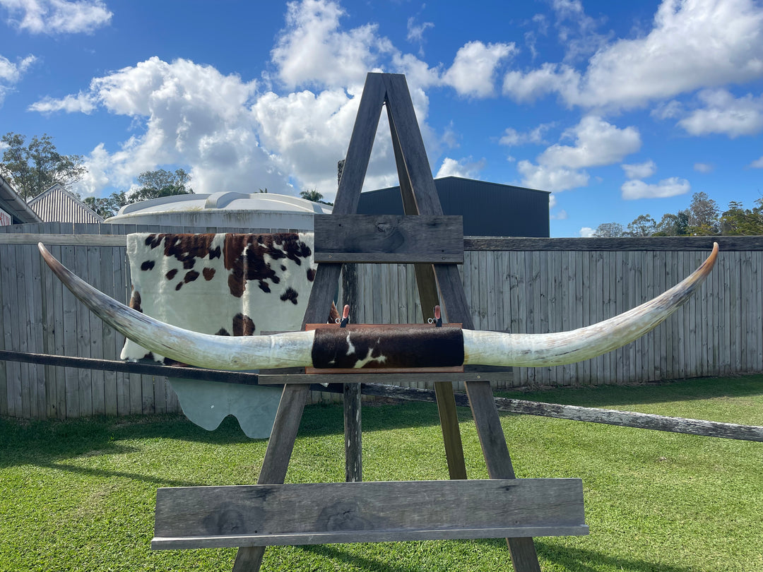 Mounted Cow Horns 52 (this set free delivery,can be dismantled )