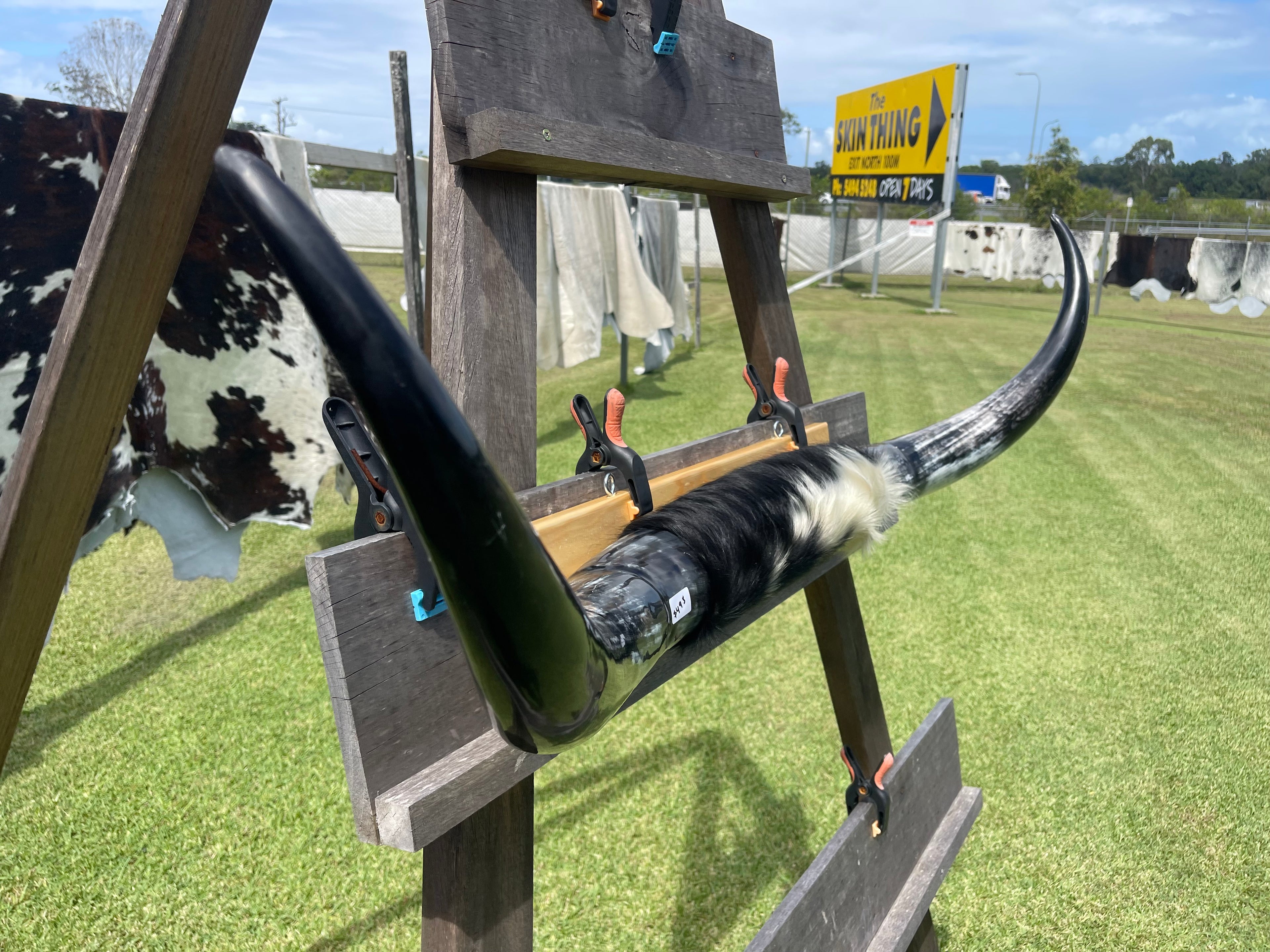 Mounted Cow Horns 09 (delivery extra on request )