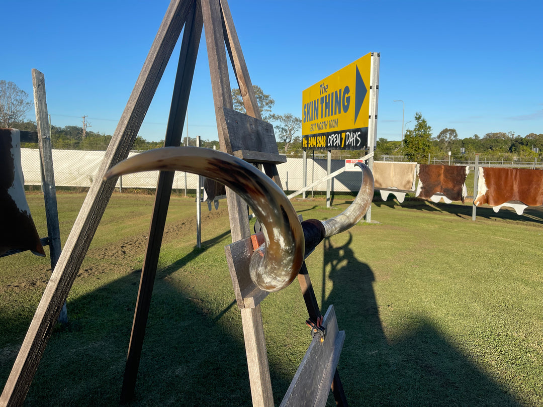 Mounted Cow Horns 39 (delivery extra on request)