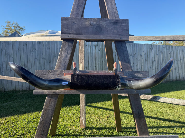 Mounted Cow Horns 23 (delivery extra on request)