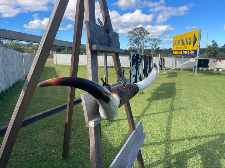 Mounted Cow Horns 15 (delivery extra on request)