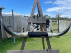 Mounted Cow Horns 07 (delivery extra on request)